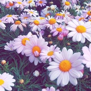 Meet your Posher, Sylvia